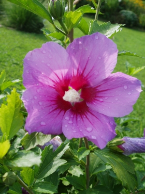 Hibiskus