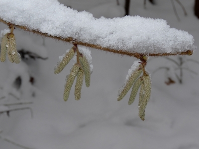 Der Frühling kommt!