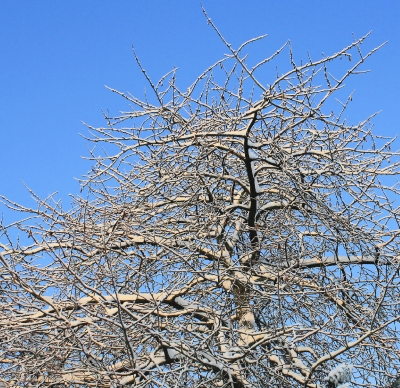 SCHNEEBEDECKT