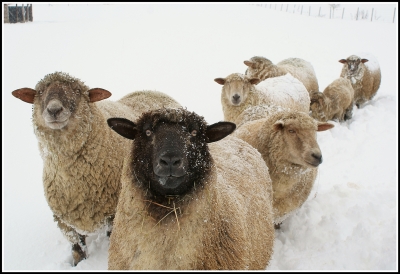 Schafsporträt