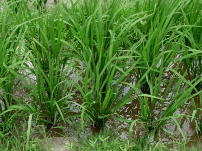 Junge Reispflanzen