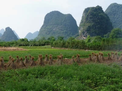 Reisfelder bei Guilin (China)