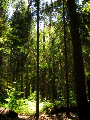 Sonneneinstrahlung im Wald