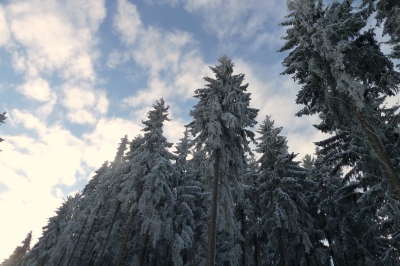 Schneebedeckte Nadelbäume