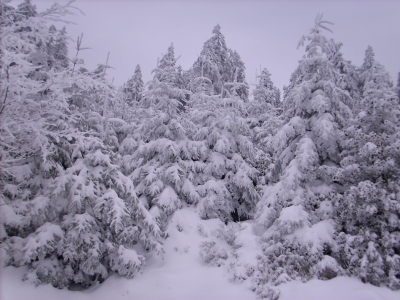 black forrest goes white ...