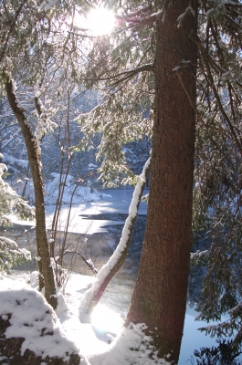 verschneiter Wald mit Teich