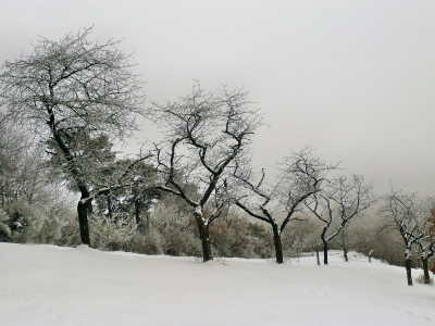 "Kirschbäume im Winter!"