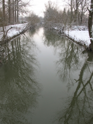 Spiegelnde Bäume