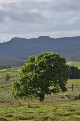 Baum in Snowdonia Wales