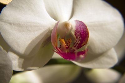 Blüte einer Orchidee