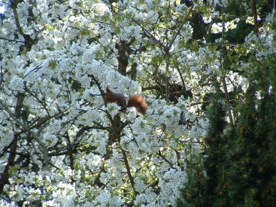 Eichhörnchen im Frühling