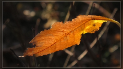 das letzte Blatt