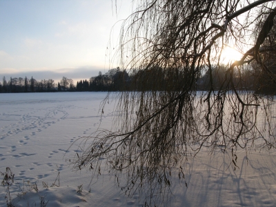 Weide am See im Winter