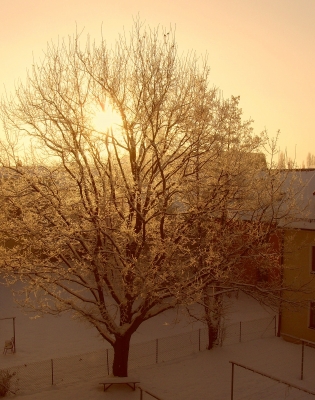 Der Hofbaum bei hohem Frost - Wintersonnenaufgang