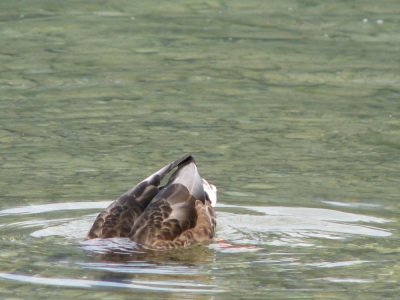 Ente auf Tauchgang