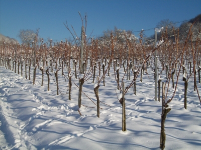 Schneebedeckte Weinstöcke