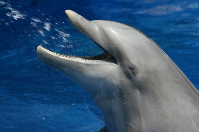 Delfin beim Duschen