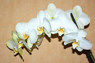 Orchideenblüten 06.01.2011