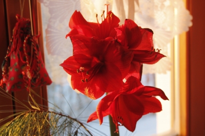 Meine Amaryllis