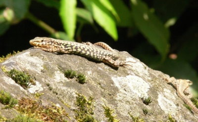 Gecko in der Sonne