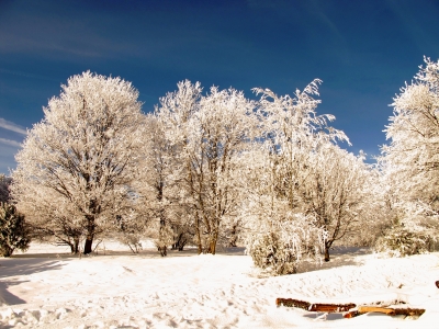 Winterliche Baumgruppe am Wegesrand