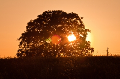 Sonnenuntergang im Baum
