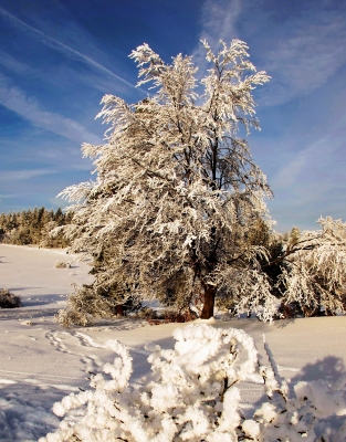 Sturmgeschädigter Baum im Winterkleid