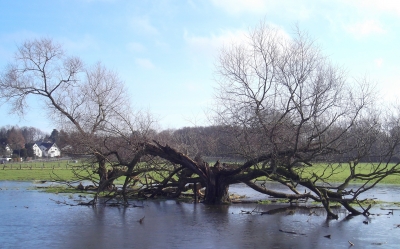 Spiderbaum