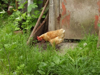 Huhn im Garten