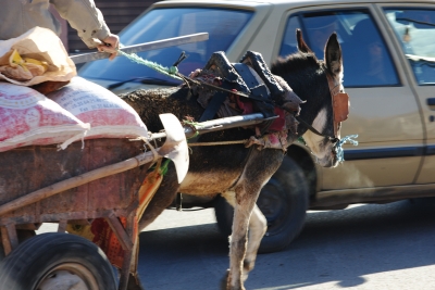 Marokko - Marrakesch - Esel auf Djamaa el Fna