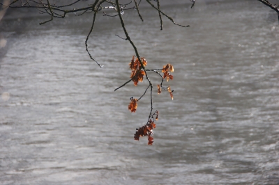 An der Aare in Bern 2