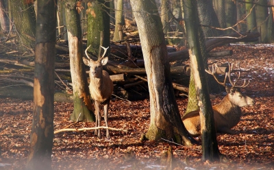 Hirsche im Unterholz