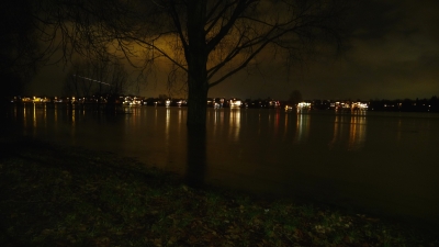 Der Baum im Rhein