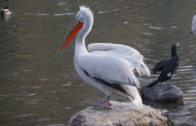 Pelikan und Kormoran