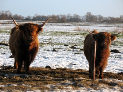 Tossens Rinder auf der verschneiten Weide