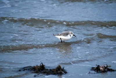 seltener Gast an der Nordseeküste  - Vogelart