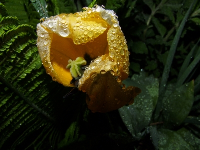 Tulpe - gelb