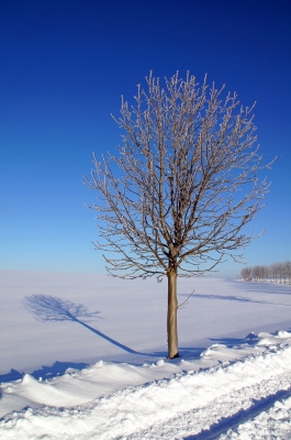 ein Baum im Winter...