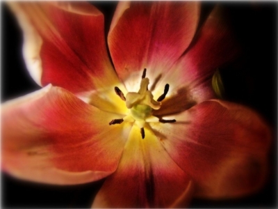 tulip - intima