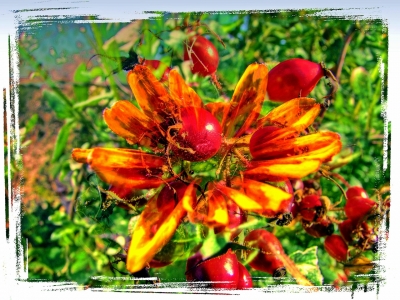 Gaillardia auf Rosa canina