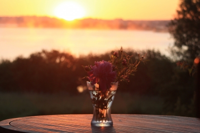 Wiesenstrauß im Sonnenaufgang