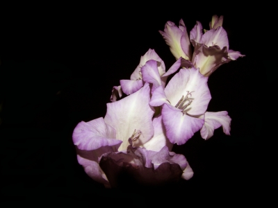 schwebende Gladiole - floating gladioluses