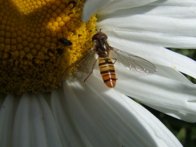 Schwebfliege auf Margerite