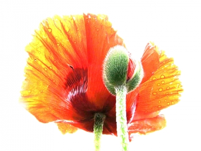 Papaver orientale - modern gestaltet