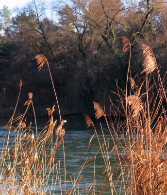 Schilf in der Abendsonne