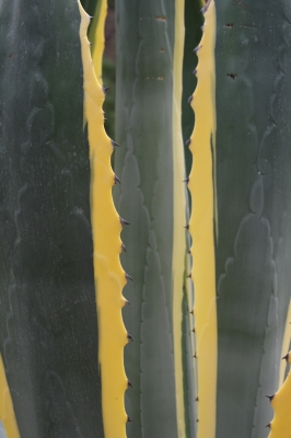 agave furcraea,Gran Canaria