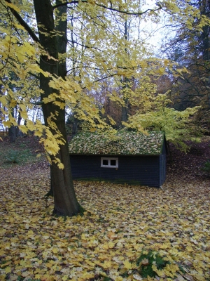 Spitzahorn vor Waldhütte