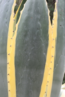 agave furcraea,Gran Canaria