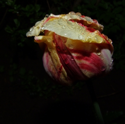 Tulpe rot-weiß Regentropfen