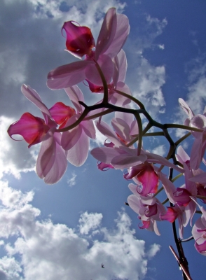Orchidee vor blauem Himmel